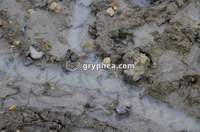 Transport des particules d'argile par les eaux du ruissellemet (falaise des Vaches noires, Calvados) - gryphea.org